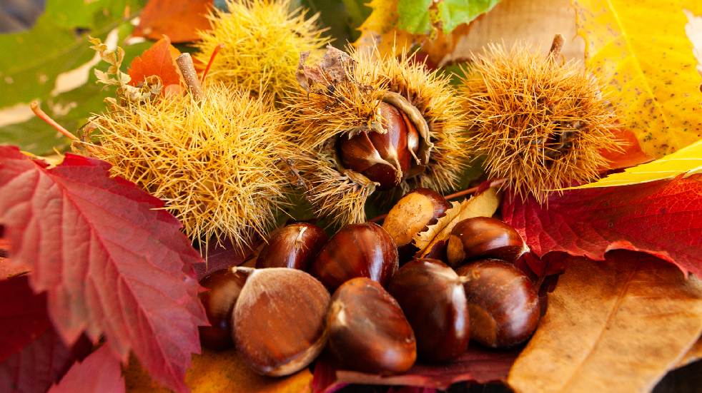 foraged autumn decor